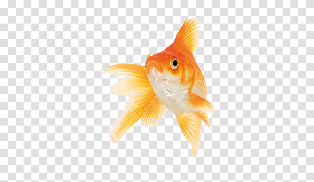 Goldfish, Animals, Bird Transparent Png