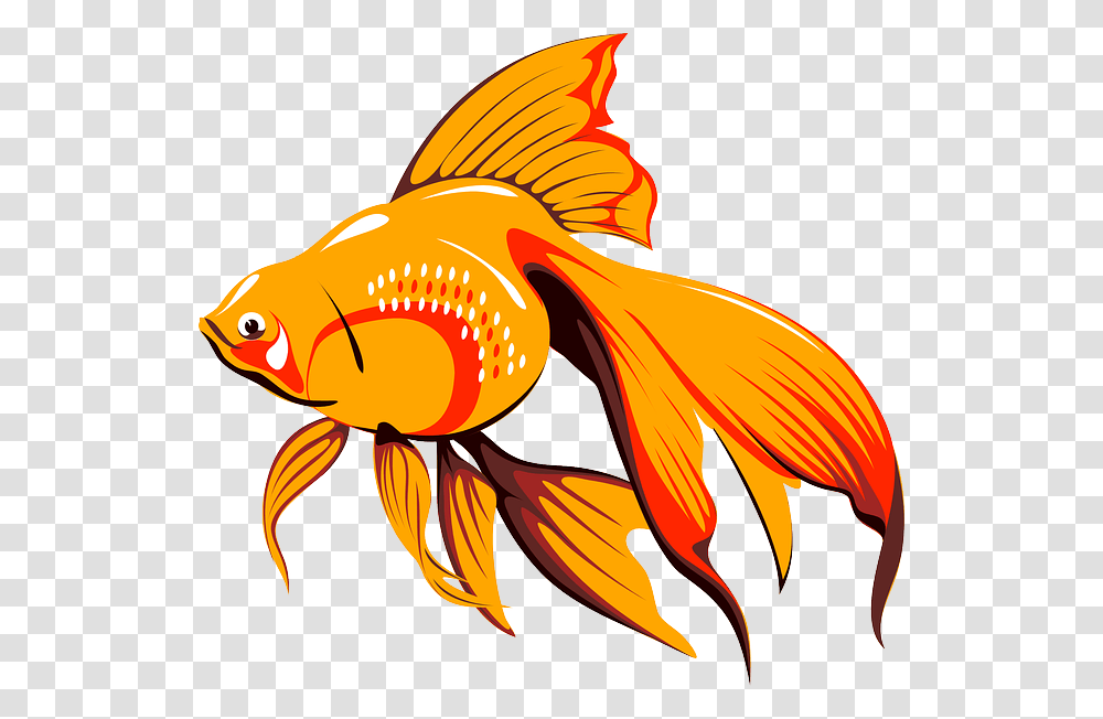 Goldfish, Animals, Bird Transparent Png