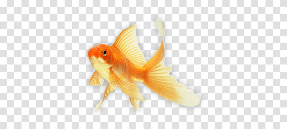 Goldfish, Animals, Bird Transparent Png