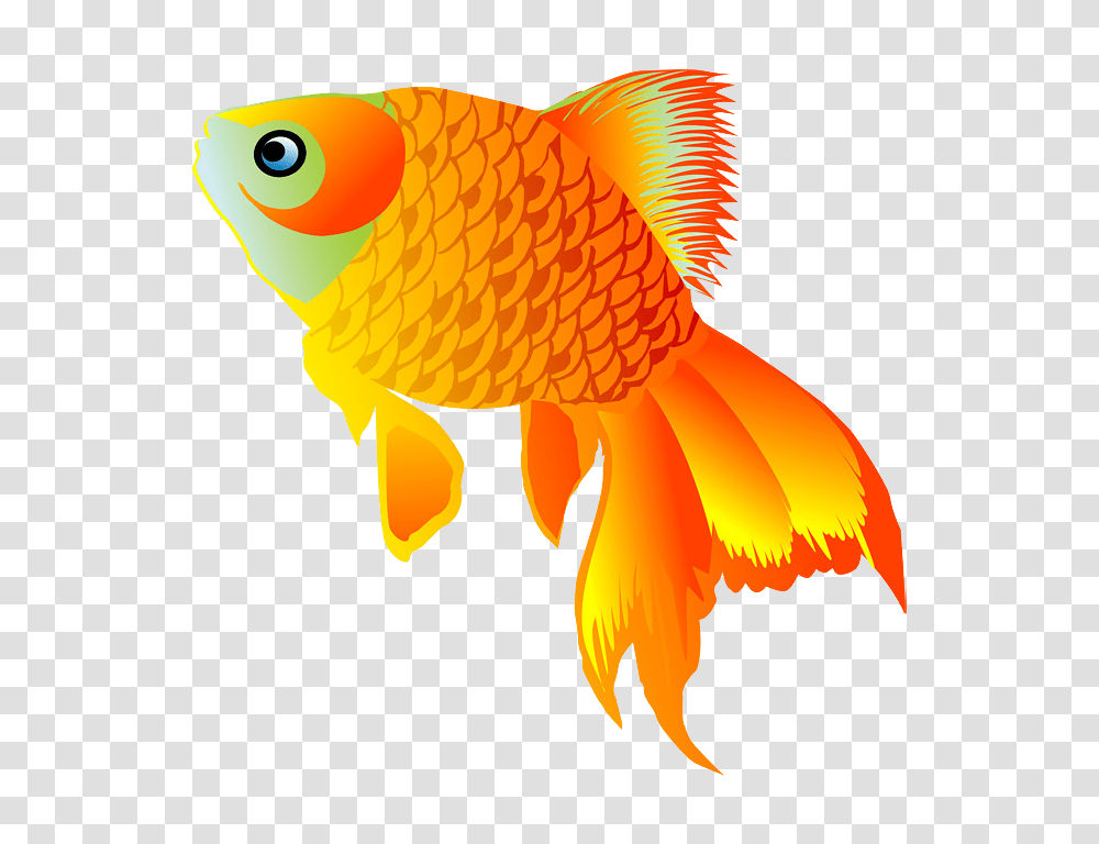 Goldfish, Animals, Bird Transparent Png