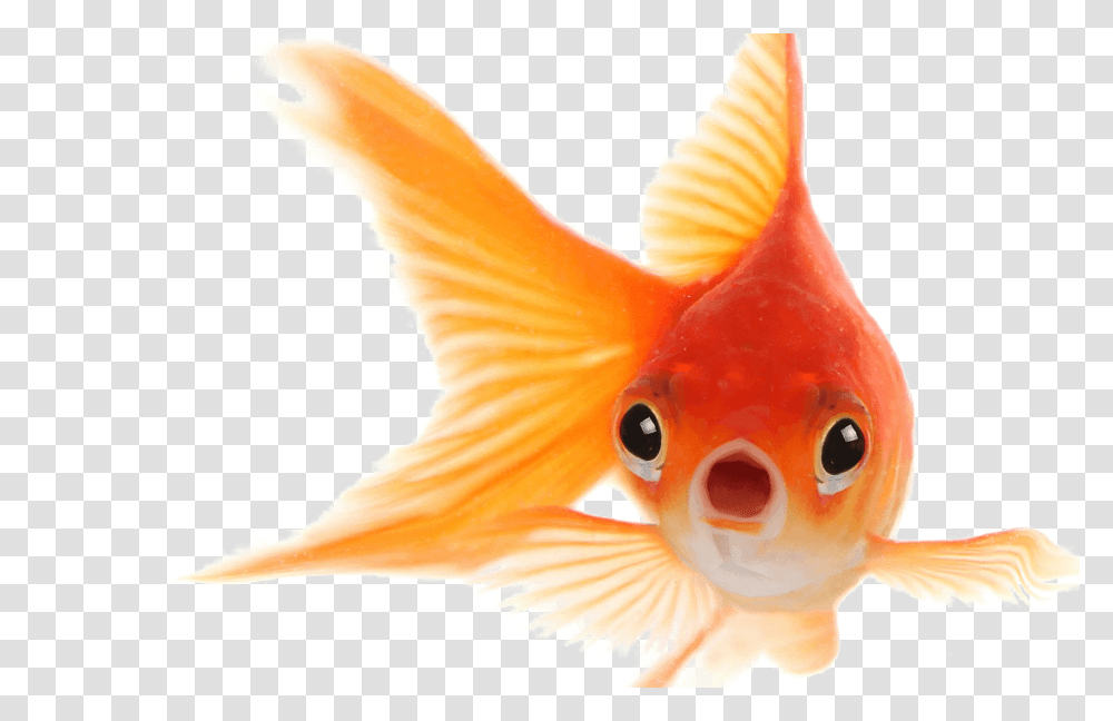 Goldfish, Animals, Bird Transparent Png