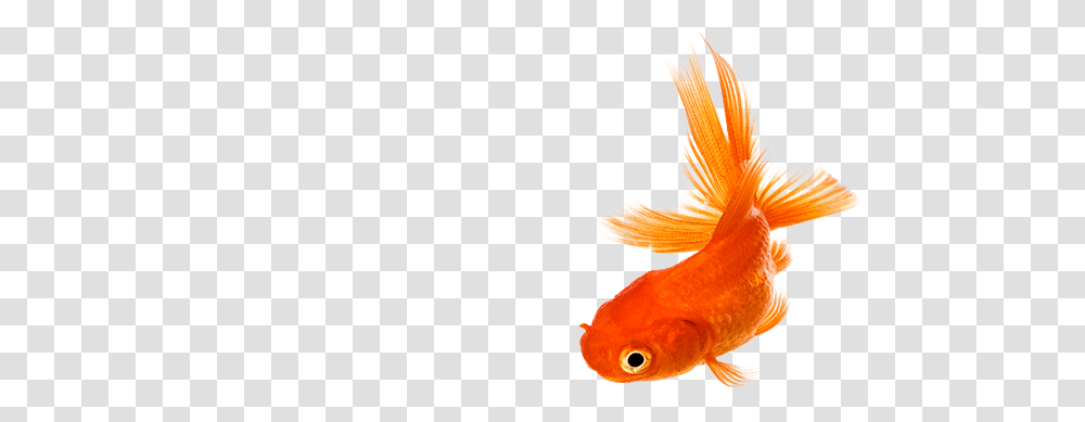 Goldfish, Animals, Bird Transparent Png