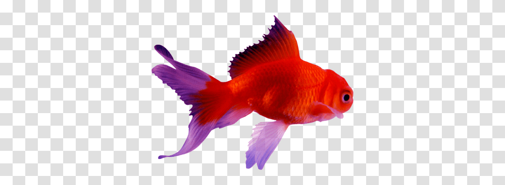 Goldfish, Animals, Bird Transparent Png