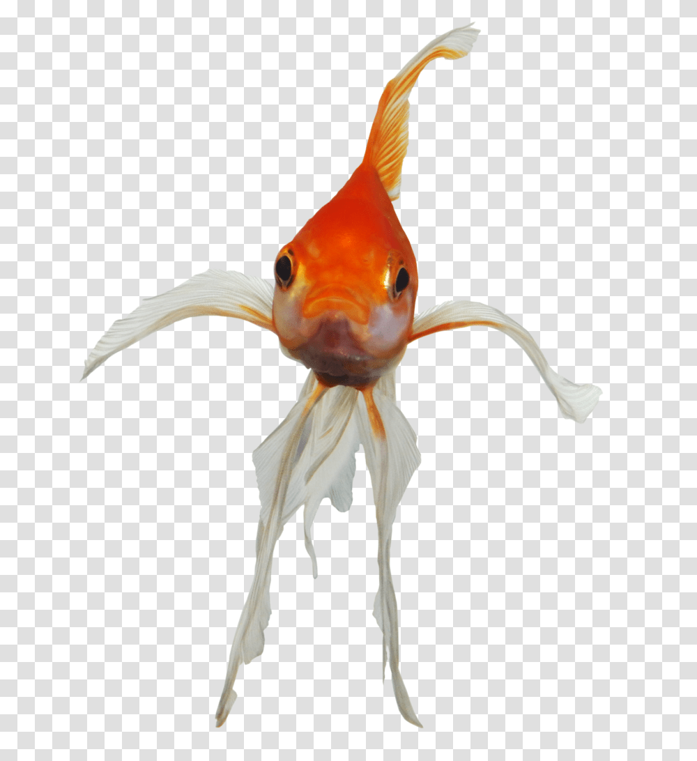 Goldfish, Animals, Bird Transparent Png