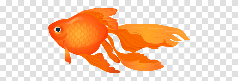 Goldfish, Animals, Bird Transparent Png