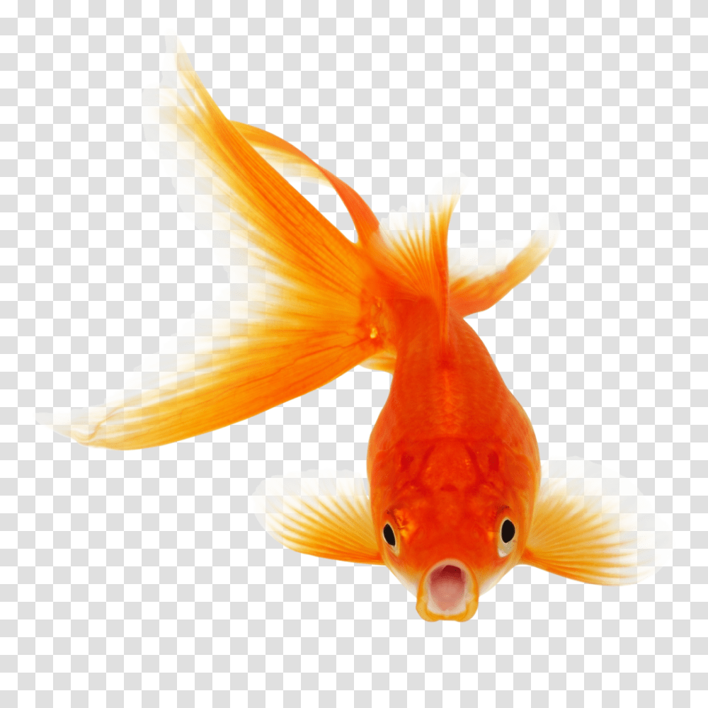 Goldfish, Animals, Bird Transparent Png