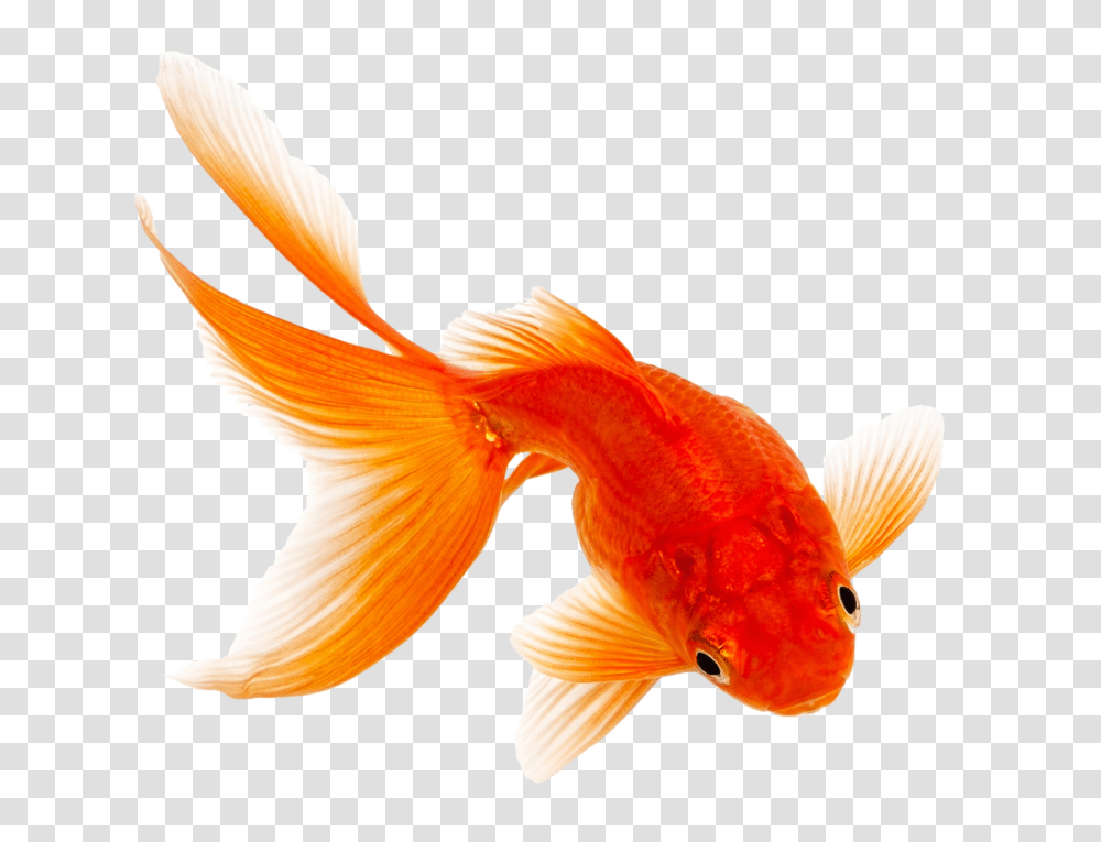 Goldfish, Animals, Bird Transparent Png