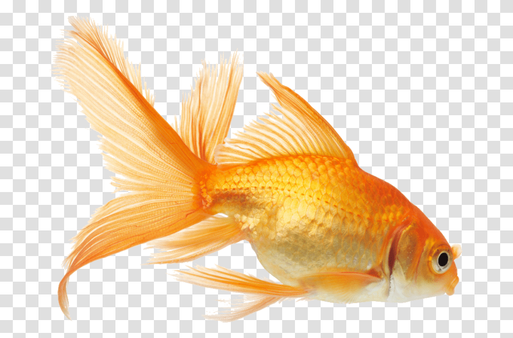 Goldfish, Animals, Bird Transparent Png