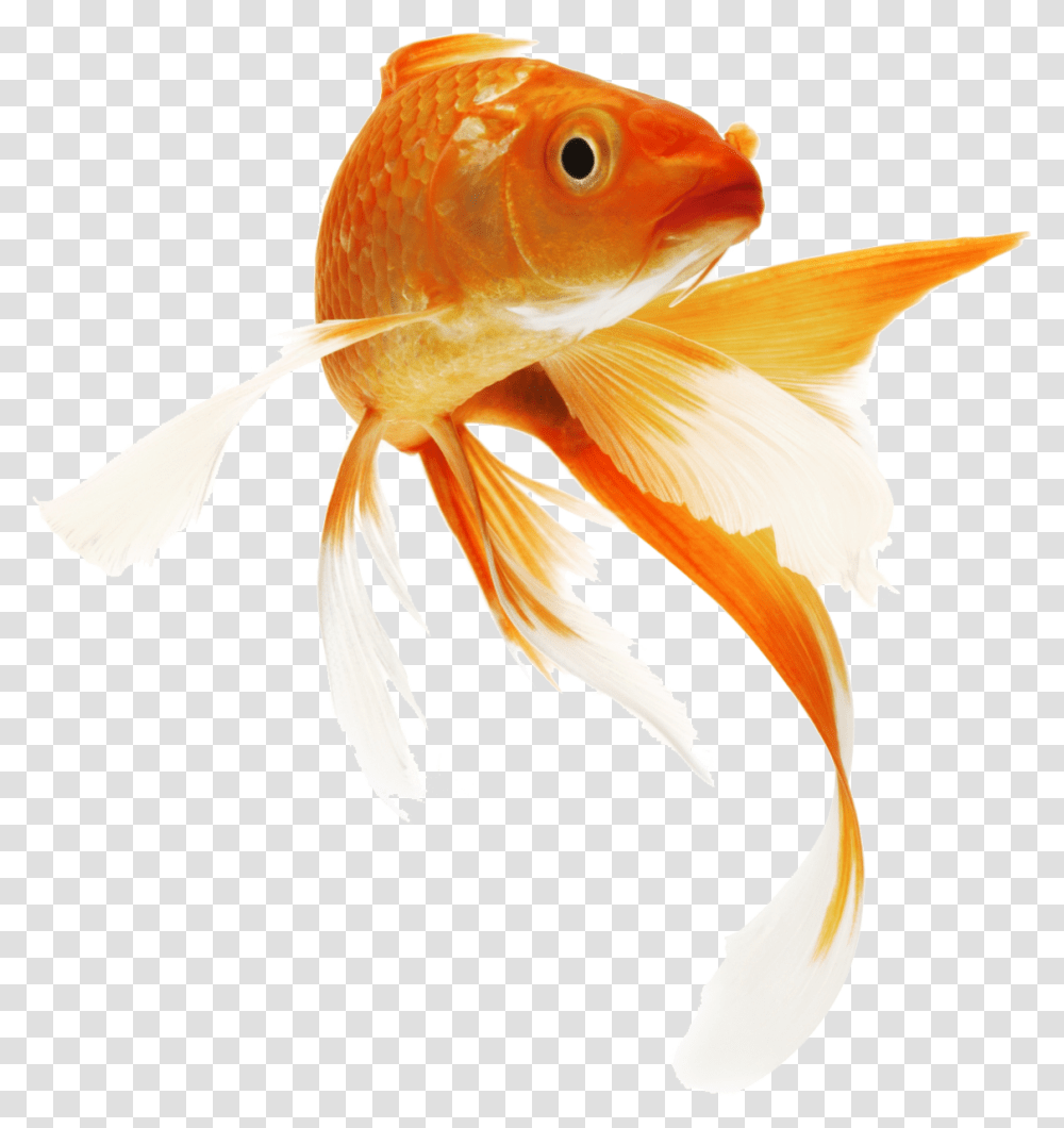 Goldfish, Animals, Bird Transparent Png