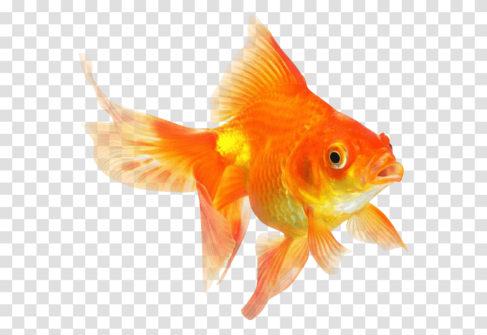 Goldfish, Animals, Bird Transparent Png