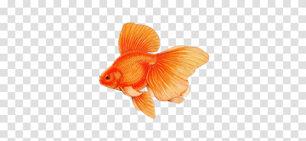 Goldfish, Animals, Fungus Transparent Png