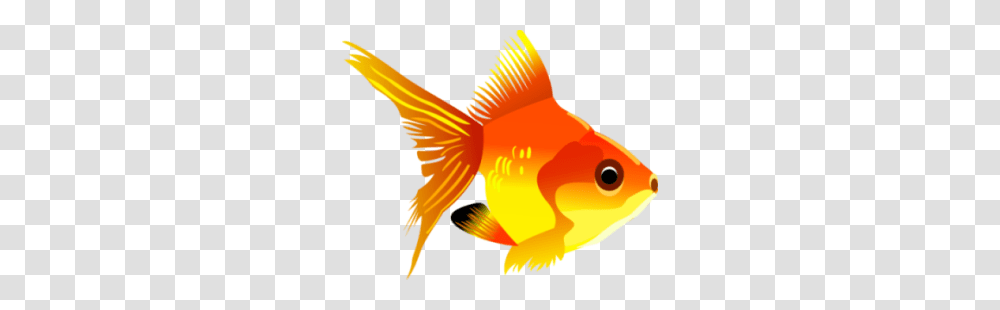 Goldfish, Animals, Person, Human Transparent Png