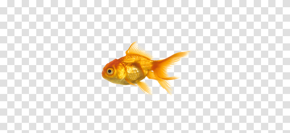 Goldfish, Animals Transparent Png