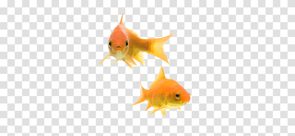 Goldfish, Animals Transparent Png