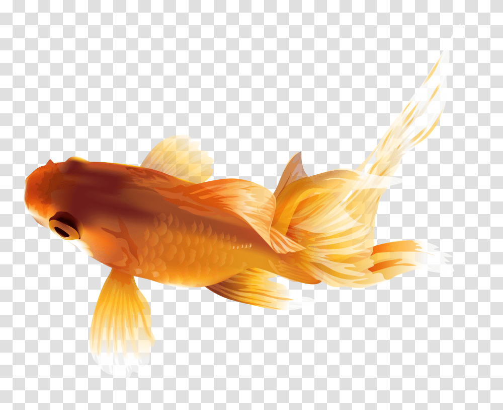 Goldfish, Animals Transparent Png