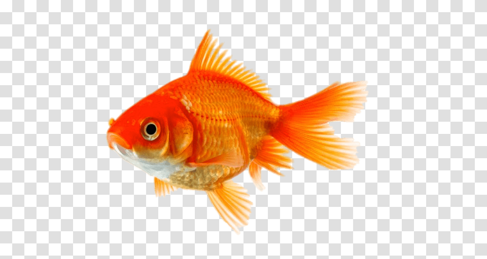 Goldfish, Animals Transparent Png