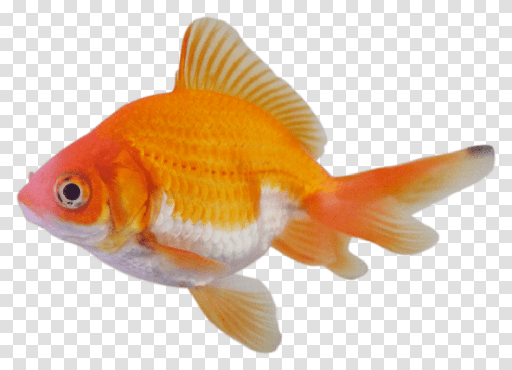 Goldfish, Animals Transparent Png