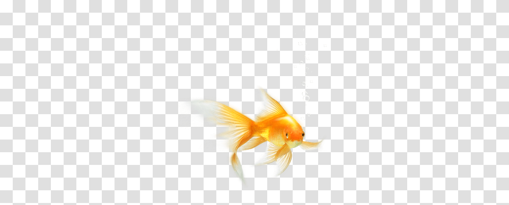 Goldfish, Animals Transparent Png