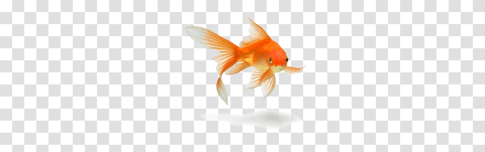 Goldfish, Animals Transparent Png