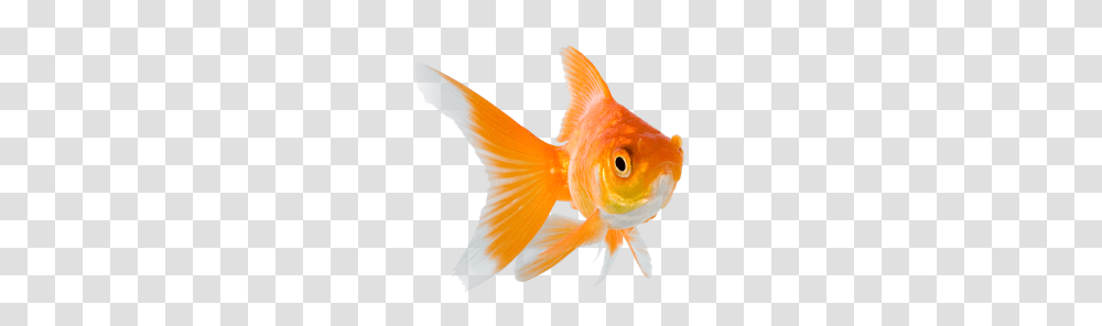 Goldfish, Animals Transparent Png