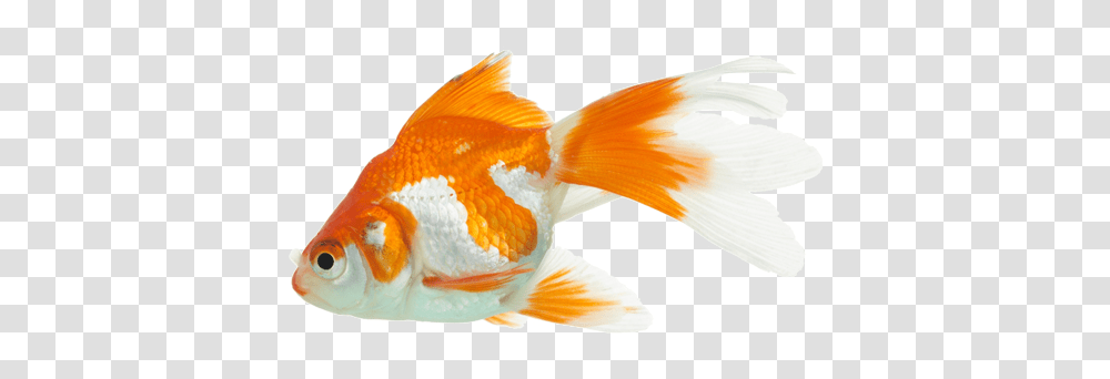 Goldfish, Animals Transparent Png