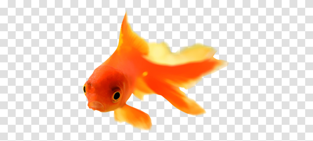 Goldfish, Animals Transparent Png