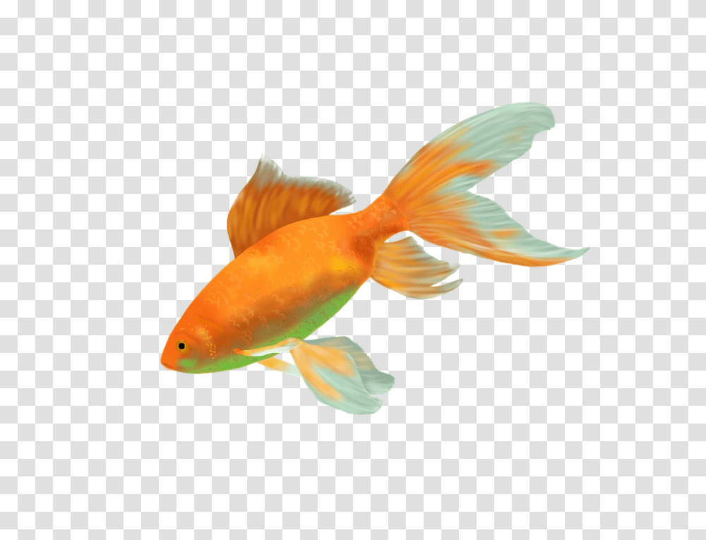 Goldfish, Animals Transparent Png