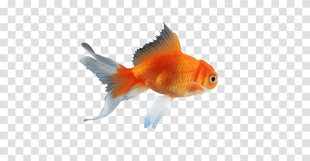 Goldfish, Animals Transparent Png