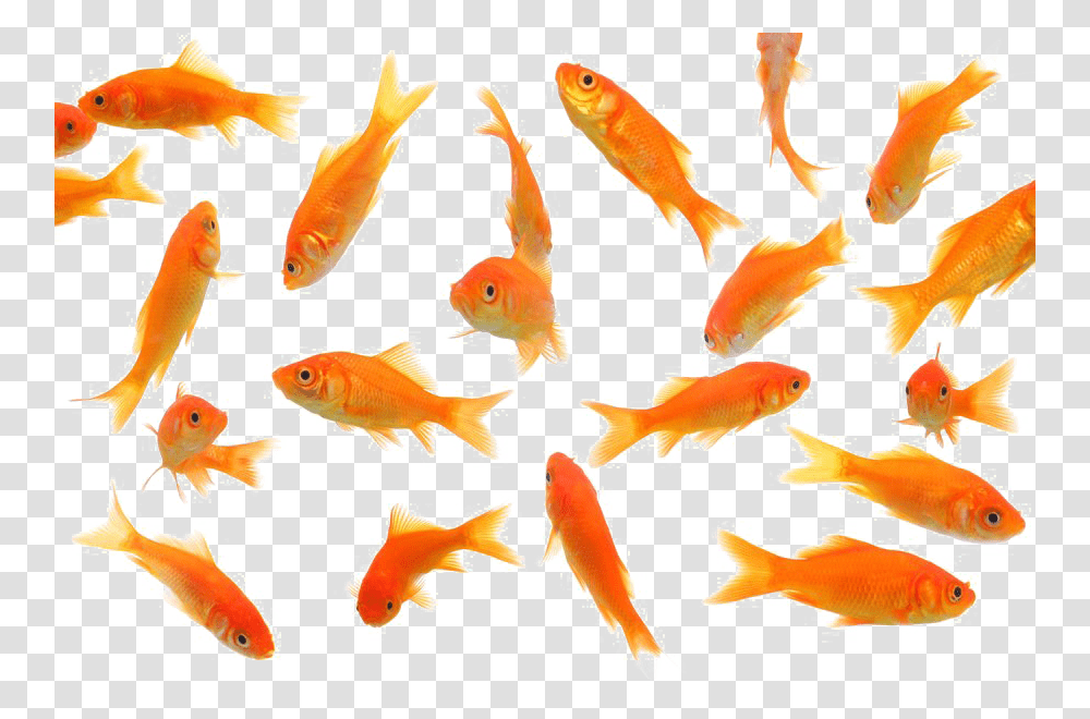 Goldfish, Animals Transparent Png