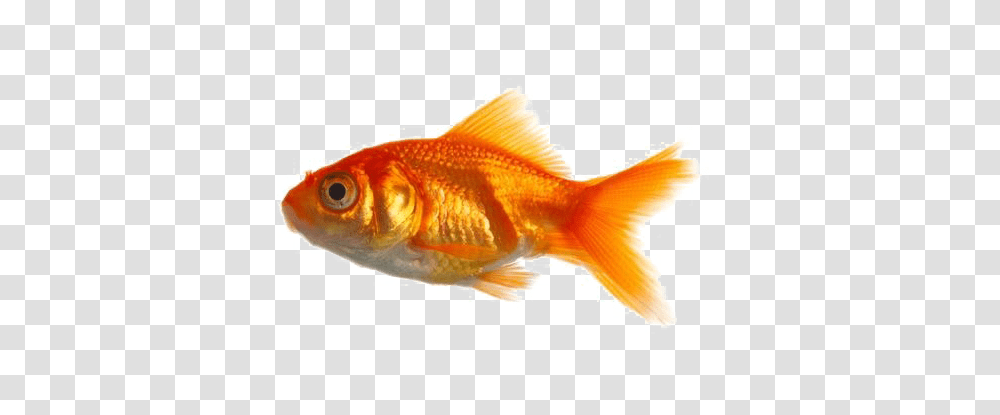 Goldfish, Animals Transparent Png