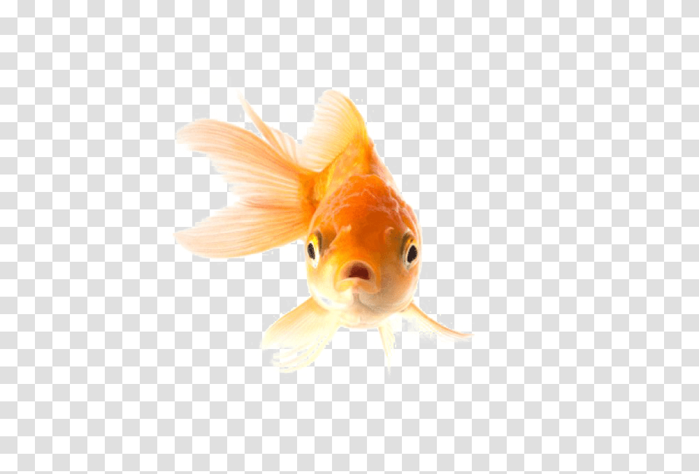 Goldfish, Animals Transparent Png