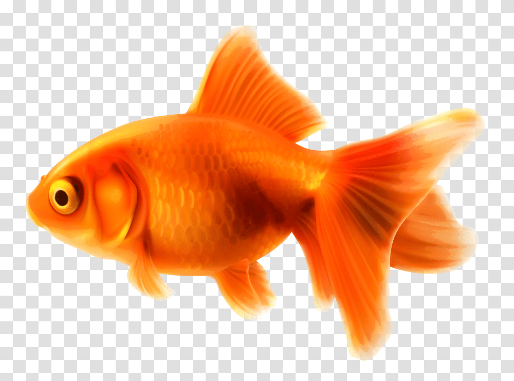 Goldfish, Animals Transparent Png