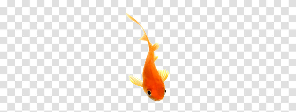 Goldfish, Animals Transparent Png