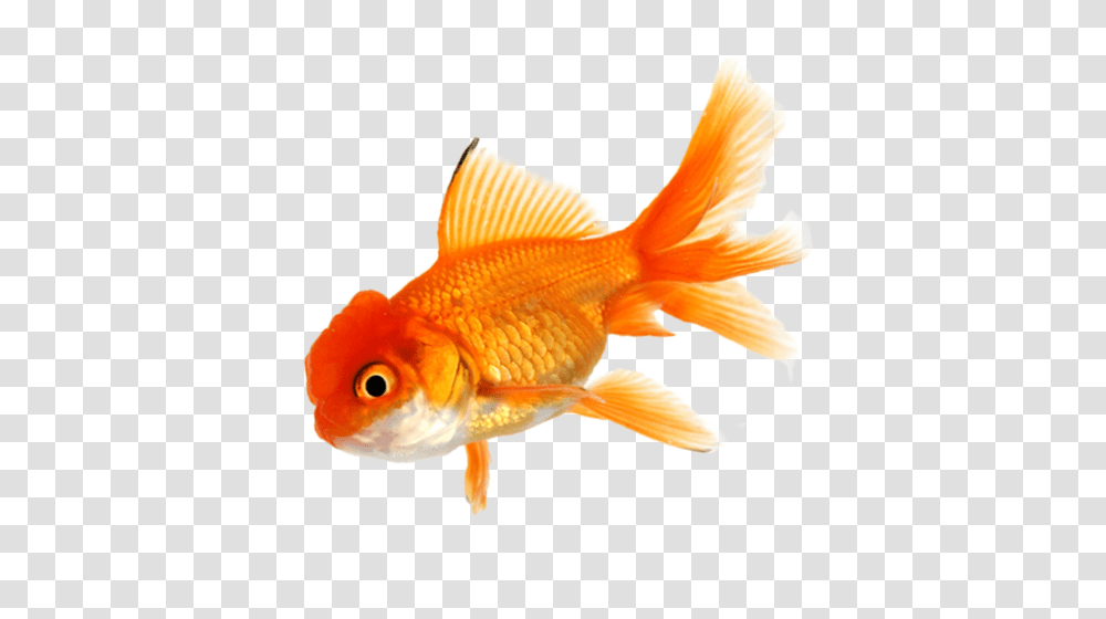 Goldfish, Animals Transparent Png