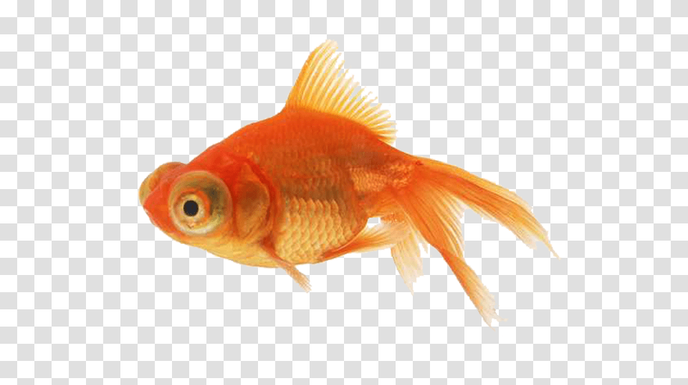 Goldfish, Animals Transparent Png