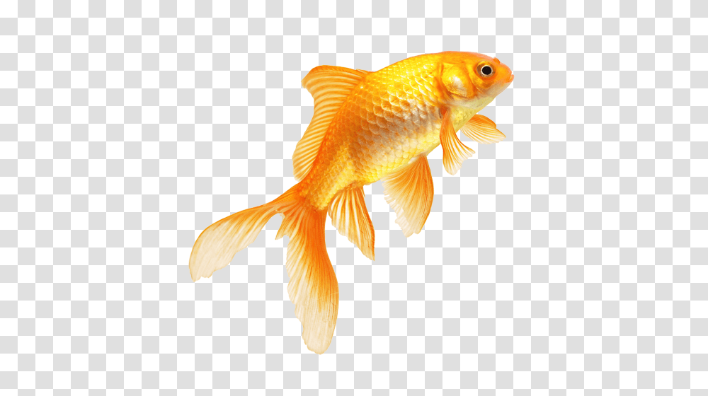 Goldfish, Animals Transparent Png