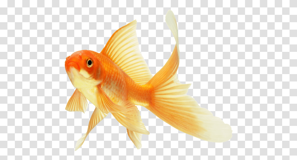 Goldfish, Animals Transparent Png