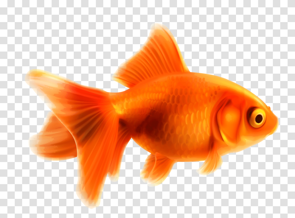 Goldfish, Animals Transparent Png