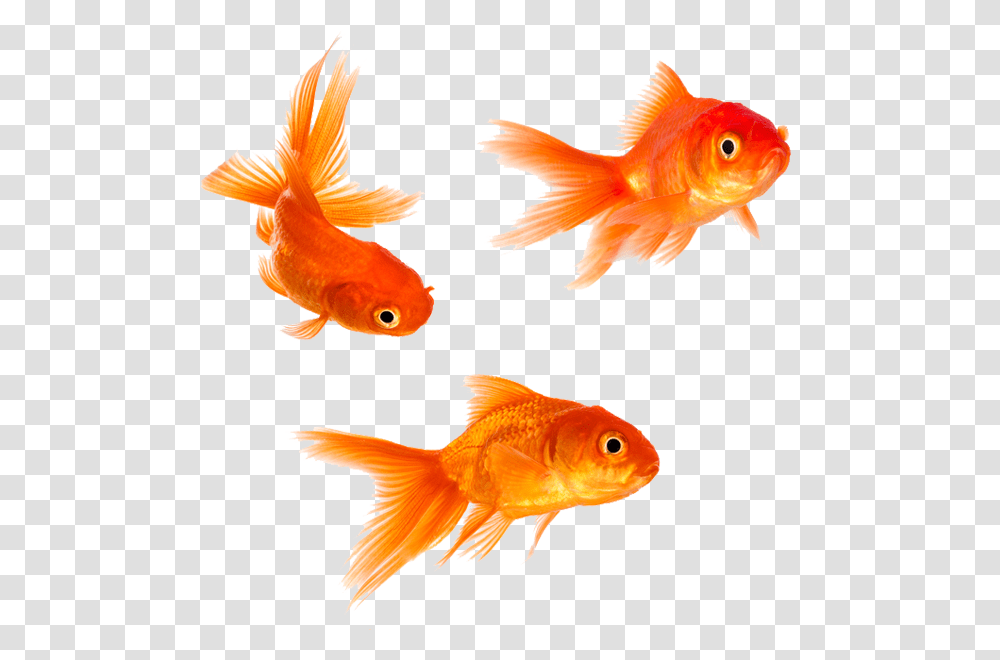 Goldfish, Animals Transparent Png