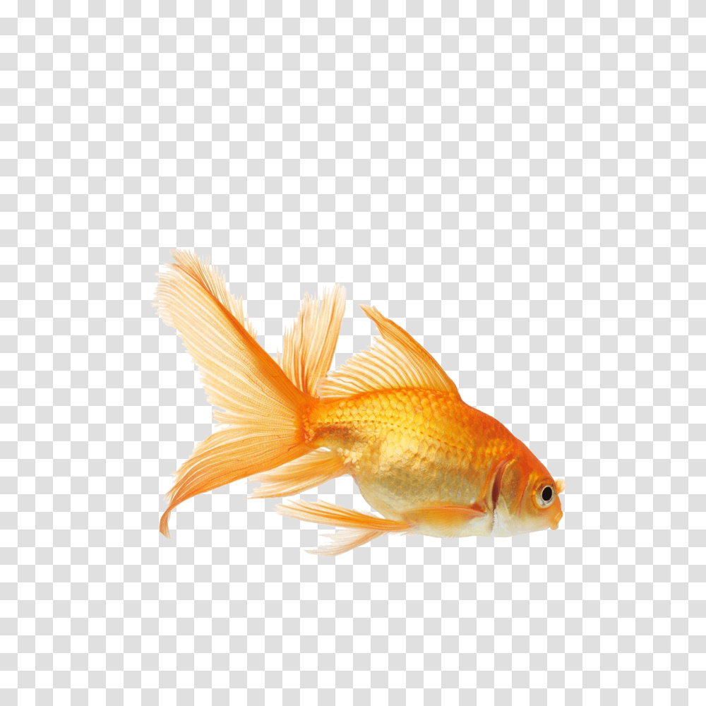 Goldfish, Animals Transparent Png