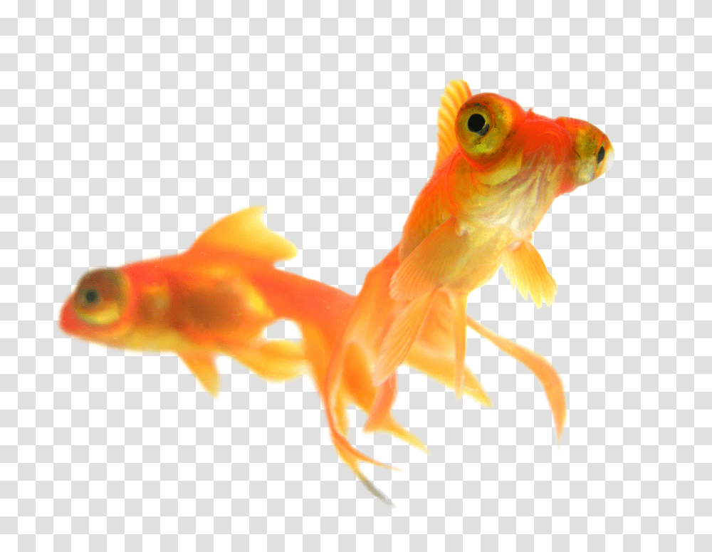 Goldfish, Animals Transparent Png