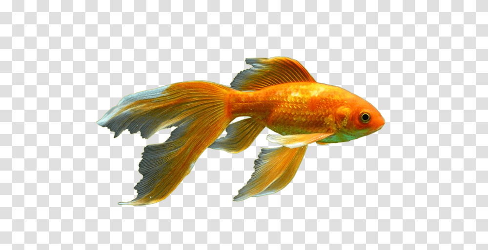 Goldfish, Animals Transparent Png