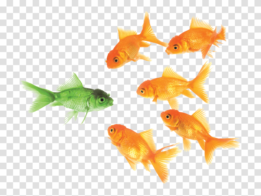 Goldfish, Animals Transparent Png