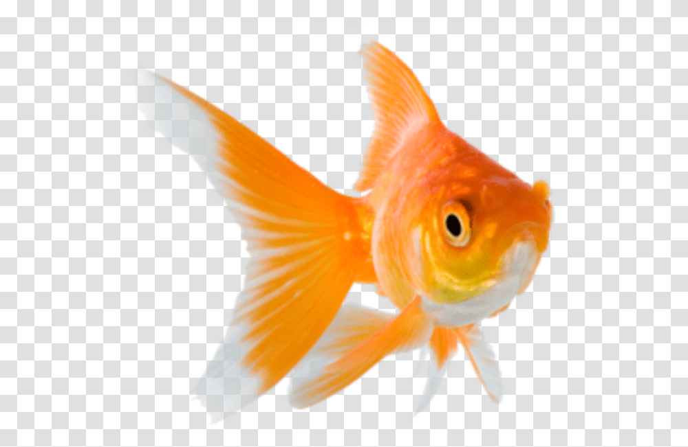 Goldfish Background Goldfish, Animal Transparent Png
