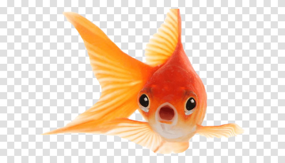 Goldfish Background Goldfish Hd Images, Animal, Bird, Person, Human Transparent Png