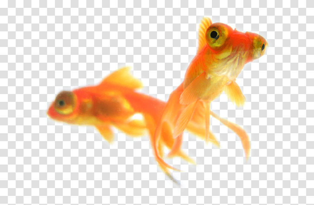 Goldfish Background Madeline's Paws & Claws Pet Sitting Gold Fish, Animal Transparent Png