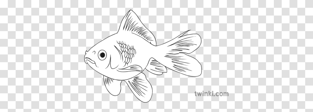Goldfish Black And White 3 Illustration Twinkl Goldfish Black And White, Animal, Carp Transparent Png