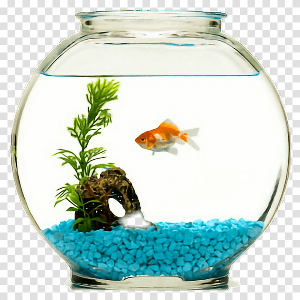 Goldfish Bowl Fish In A Bowl, Water, Animal, Aquarium, Sea Life Transparent Png