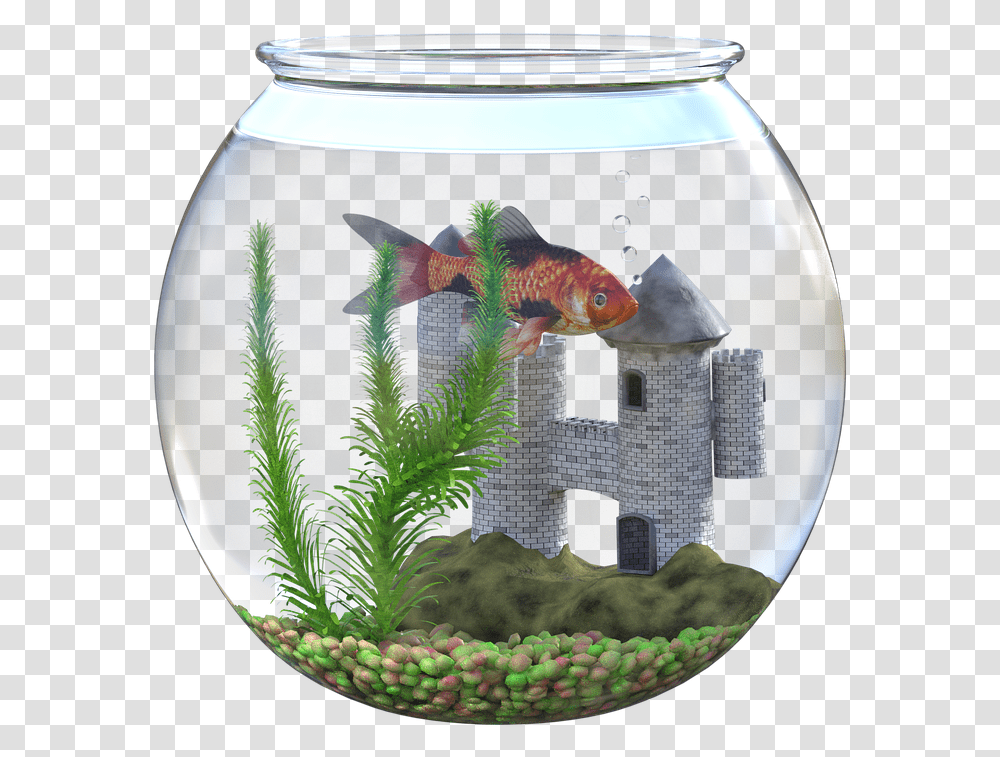 Goldfish Bowl Water Free Image On Pixabay Goldfish Bowl Castle, Animal, Aquarium, Sea Life Transparent Png