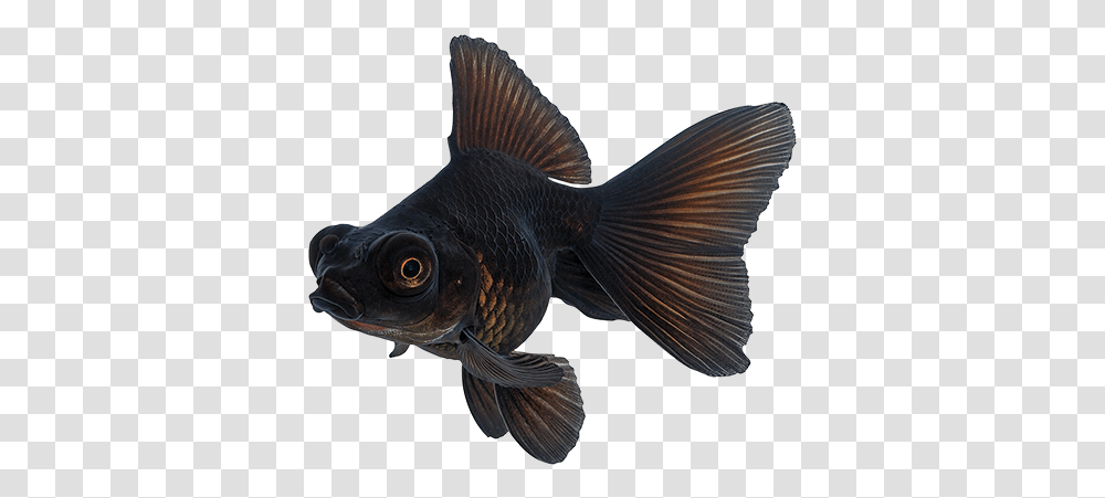 Goldfish Care Sheet Black Moor Gold Fish, Animal, Bird, Aquatic, Water Transparent Png